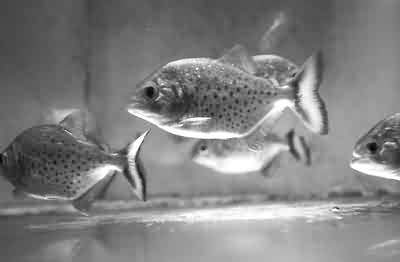 《最喜欢吃的是人肉》追踪六:食人鱼还在游长