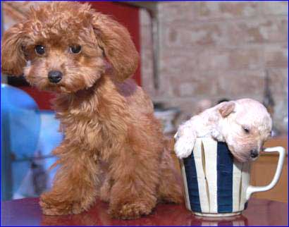 东京宠物店小狗宝宝在杯子里打瞌睡(图)