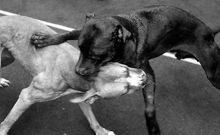 狗咬狗两嘴毛+渝万狗王争霸赛血腥中结束(组图