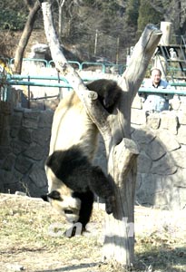 北京动物园笨拙大熊猫吉妮表演爬树技巧