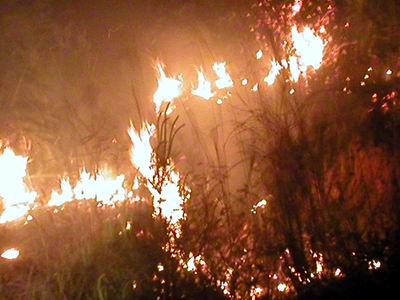 宁乡巷子口镇一日发生四次山林火灾(图)