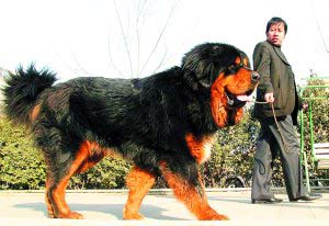 天价藏獒今起亮相天津 新獒王身价近千万(组图