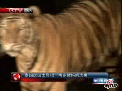 【<em>视频</em>】泰国动物园老虎与猪互换幼崽<em>哺乳</em>喂养