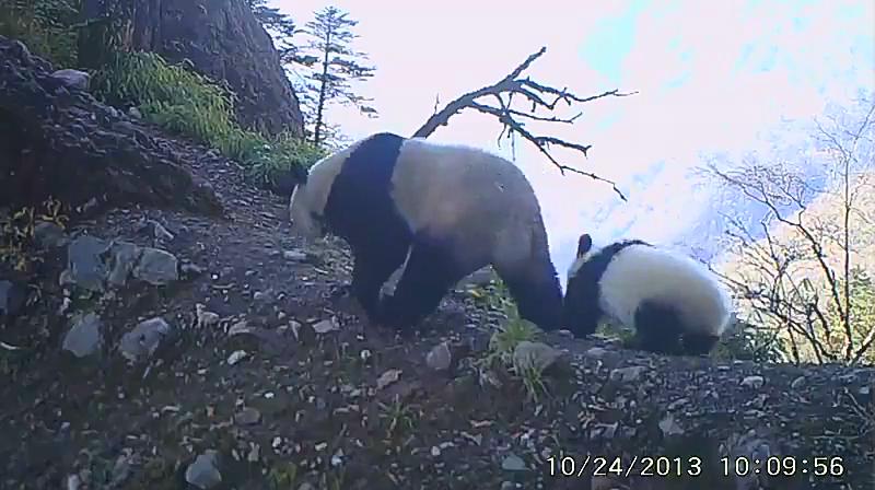 [视频]实拍贪玩野生熊猫宝宝被妈妈叼走