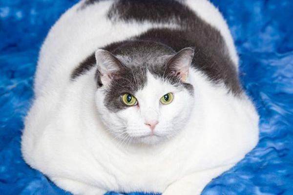 夏日减肥热:英国肥猫接受私教减肥