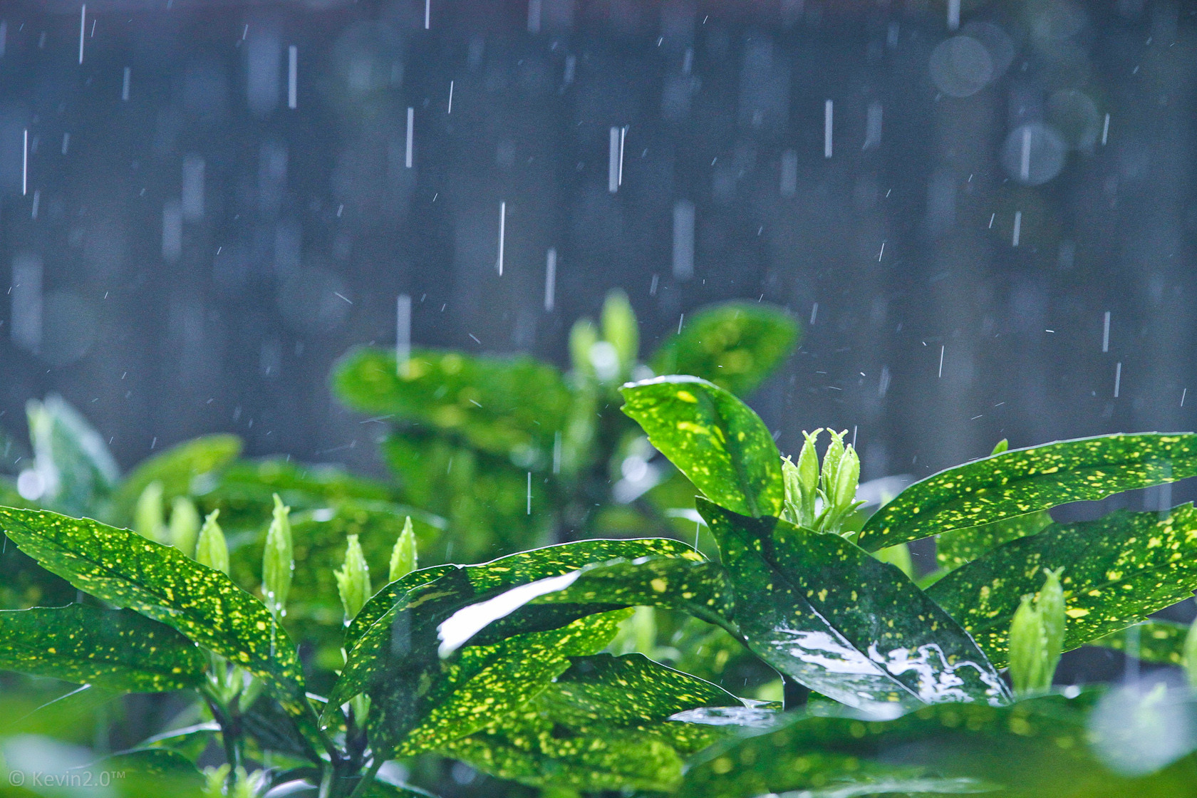 美文|雨的况味