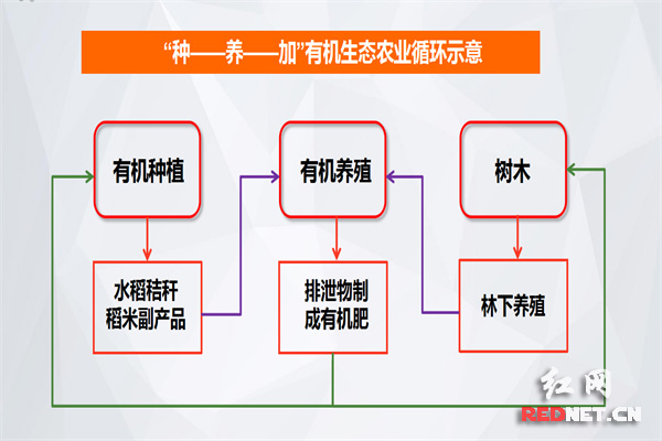 聚信湾生态农业开发有限公司的"种 养 加"可持续循环农业体系示意图