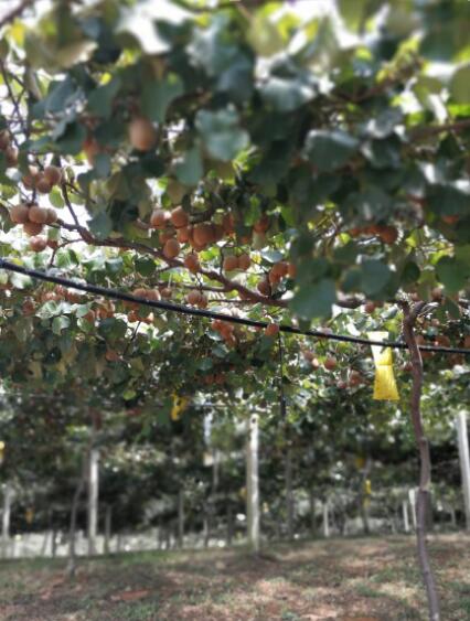 湖南猕猴桃种苗将走出国门