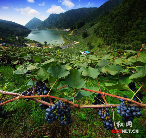 中方县湘珍珠刺葡萄喜获大丰收 产值近5亿元