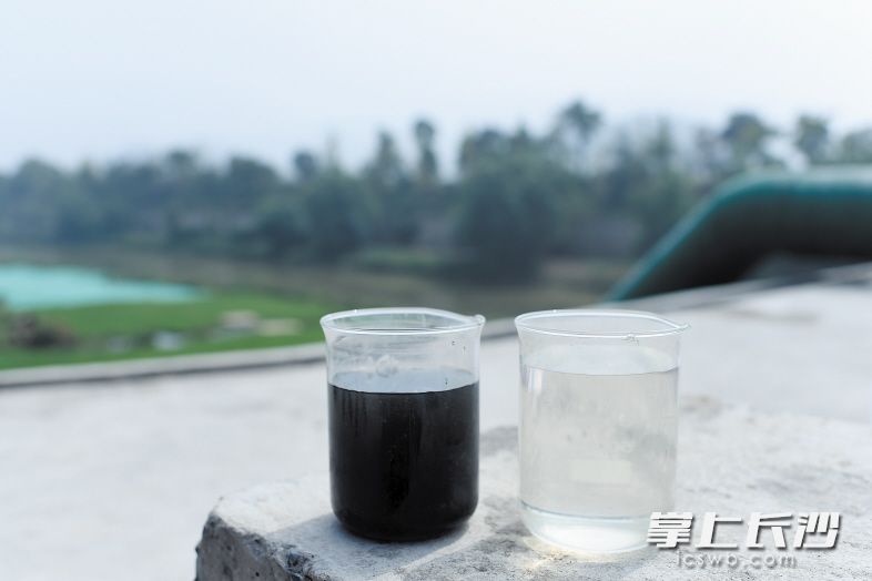 经过净化装置处理后，黑臭水变成了干净的清水。