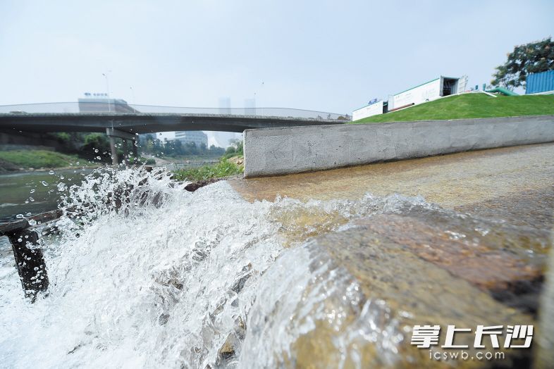 经过净化的水达到五类水标准，流回龙王港。