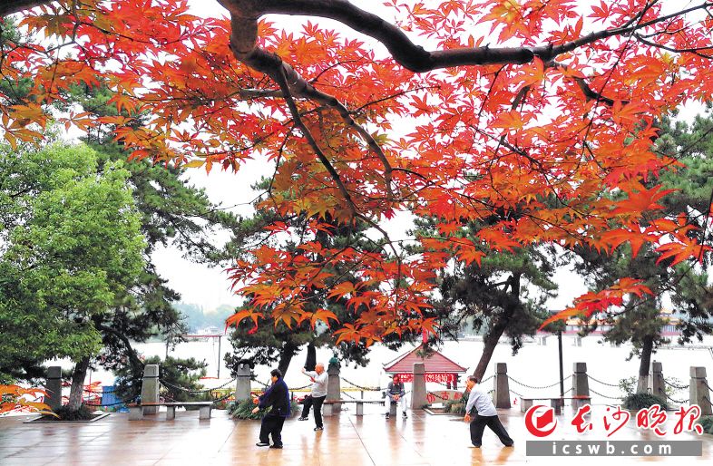 市民在公园内享受绿色，感受美好生活。