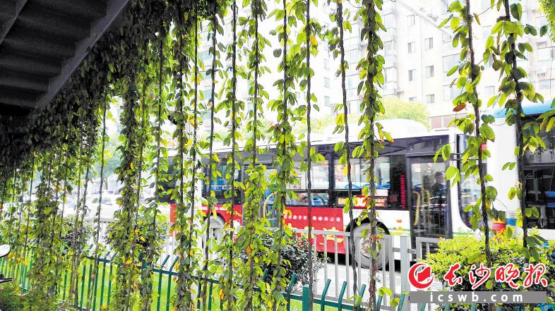 城市人行过街天桥穿上了绿“裙子”。