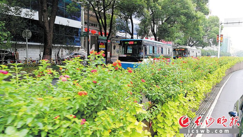 友谊立交桥的立体绿化。图片除署名外均为周柏平摄