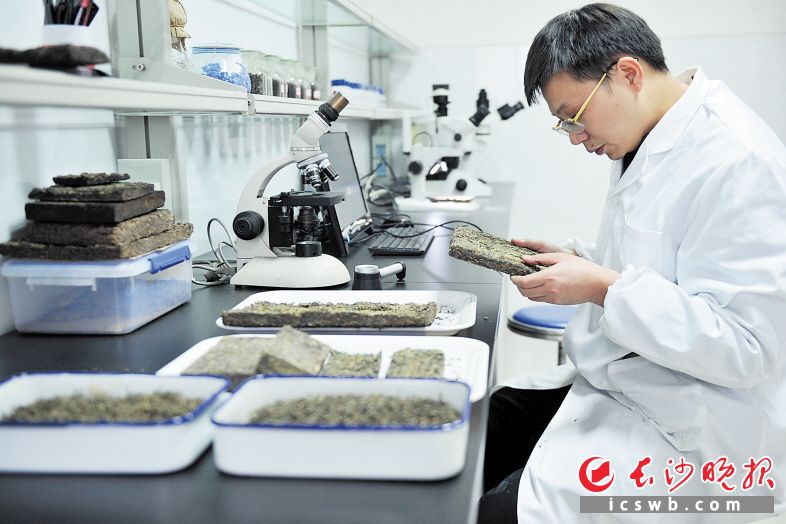 湖南省茶业集团股份有限公司加大投资，助力茶叶出口转型升级。图为技术人员检测黑茶生物指标。