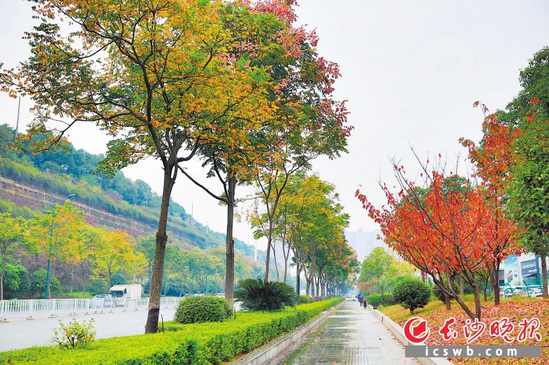 长沙县锦绣路绿化美如画。章帝 摄