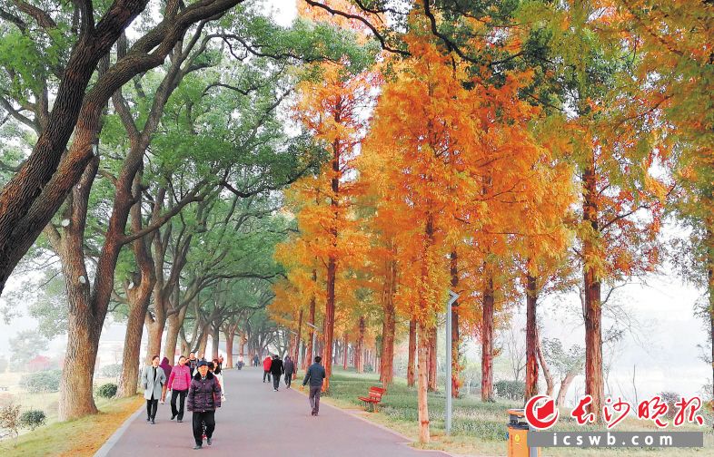 当下，长沙公园内各种树木植物呈现出多彩的颜色，为市民生活增色添“彩”。周柏平 摄