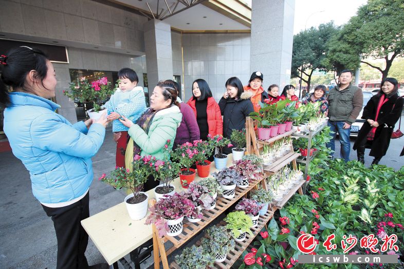 芙蓉社区为居民送来500盆花卉绿植装点阳台，期望更多小家变得缤纷多彩。长沙晚报记者 胡媛媛 摄