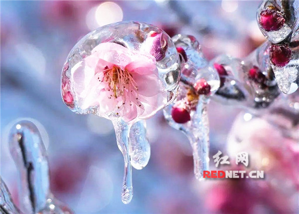 大自然的艺术馈赠:永州冰雪季绝美小景(组图)