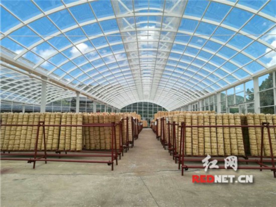 Hunan Tea Industry Fosters Poverty Alleviation 