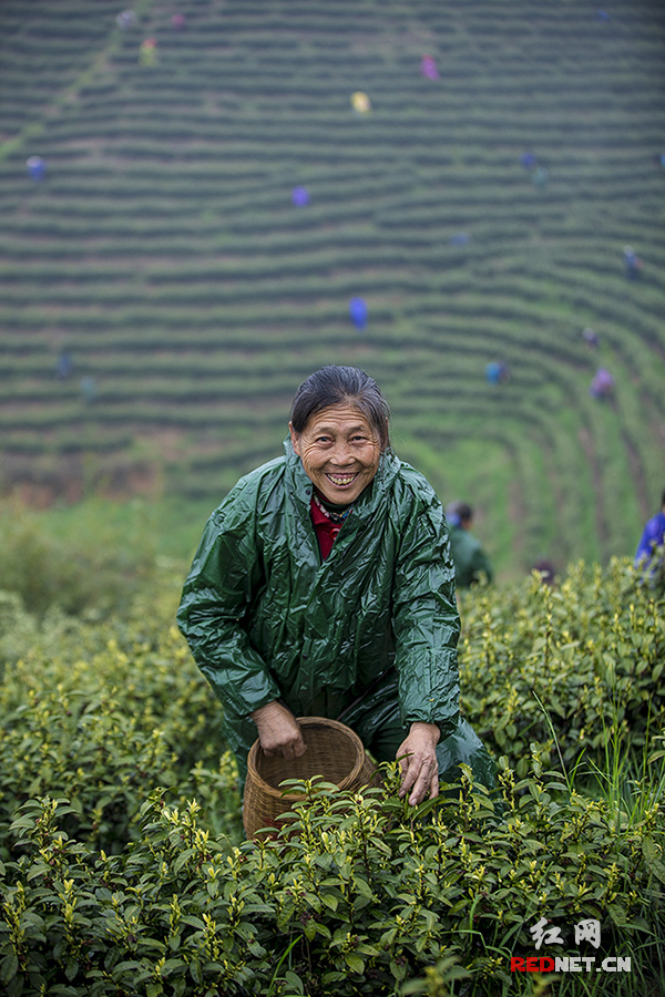 Hunan Tea Industry Fosters Poverty Alleviation 