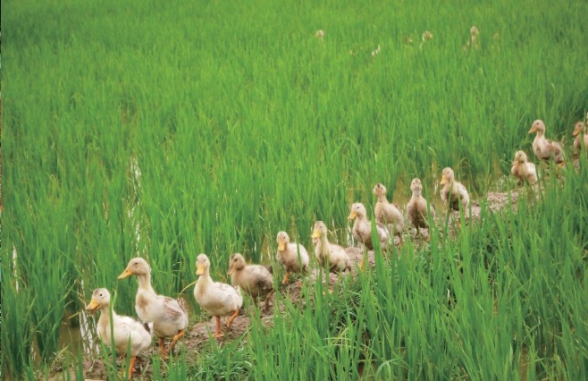 Hunan rice-fishery farming brings economic and