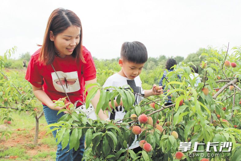 长沙县首届小水果文化旅游节开幕 快去小水果