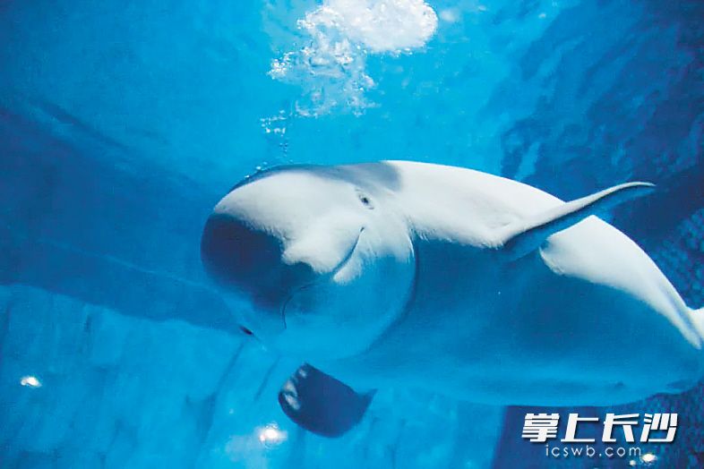 长沙海底世界的白鲸