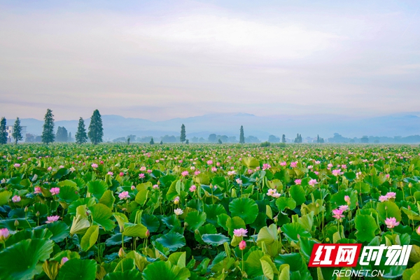 江西莲花县第七届莲文化旅游节开幕 邀湖南人去赏荷