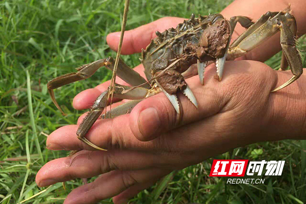 高校服务脱贫攻坚三湘行|稻+种养模式在沅陵：稻花香里说丰年 听取赞声一片