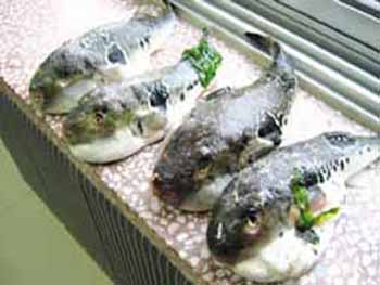 世界上最毒的13种美食 食品曝光 中毒 