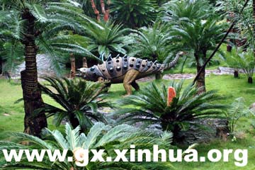 恐龙时代的植物苏铁在南宁大面积开花(图)