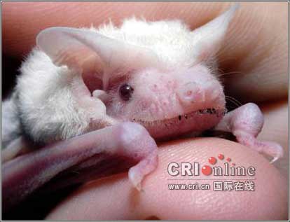 白色小蝙蝠举世罕见 被猫抓伤后接受疗养(图)