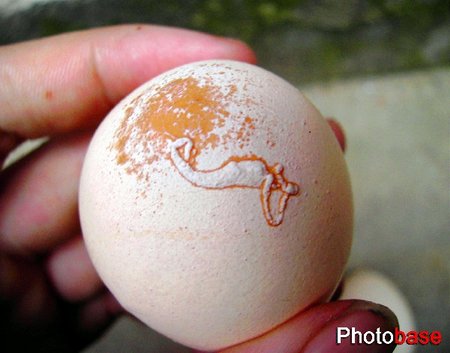 江西乐平市一只鸡蛋上呈现美人鱼状花纹(多图