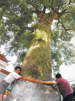 井都 古埕村 人口_为后人寻根架起桥梁(3)