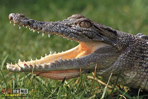 世界十大最致命的动物