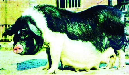 湖南5个畜禽品种进入国家保护名录 宁乡猪在列