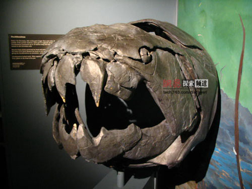 史前海洋最凶猛的巨兽没真正的牙齿却能吃鲨鱼