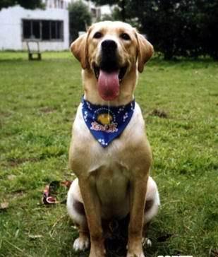 最凶的狗排名_排名凶狗