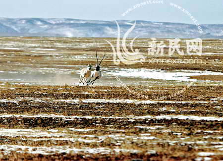摄影师在可可西里抓拍藏羚羊交配(组图)_中国