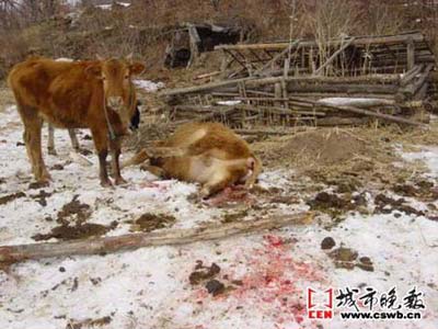 牧场靠近保护区 东北虎牛圈里咬死两头牛(图)