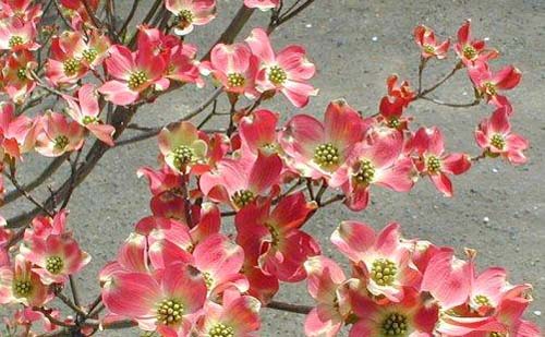 利川野生山茱萸林的树龄都超过了100年,每年3,4月,黄色的山茱萸花盛开