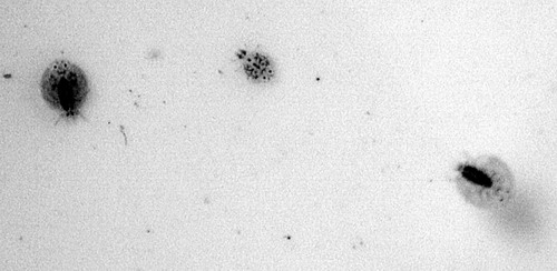 奇怪虫子咬死金鱼+动物学教授也称没见过(图)