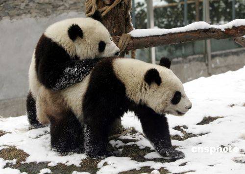 台北动物园因赠台大熊猫被禁状告农委会