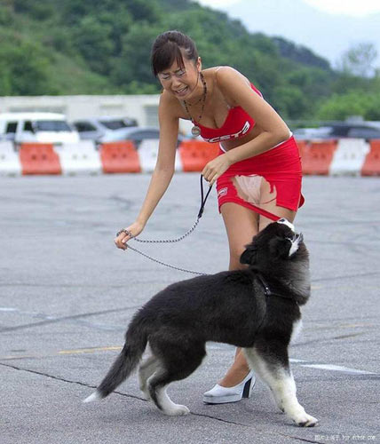 美女被狗咬破裙现场,城市养狗者慎_图片频道_红