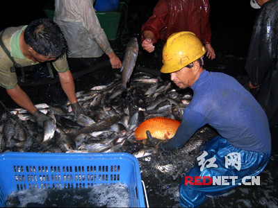 年嘉湖里百斤大鱼藏何处? 答案今晚揭晓(图)