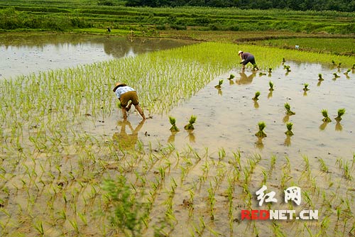 汨罗县尖塘村，蓄水量为80万立方米的胜利水库已经快要见底。