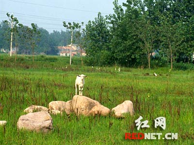 网络媒体淮安行:涟水将中心村打造成乡村都市