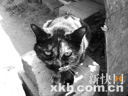 网络再现虐猫事件 流浪猫被弄瞎眼睛摔死(图)