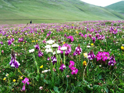 我爱雪域高原美丽的格桑花_湖南频道_红网